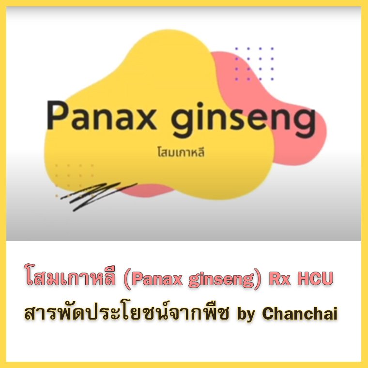 โสมเกาหลี Panax ginseng โสมเกาหลี Panax ginseng