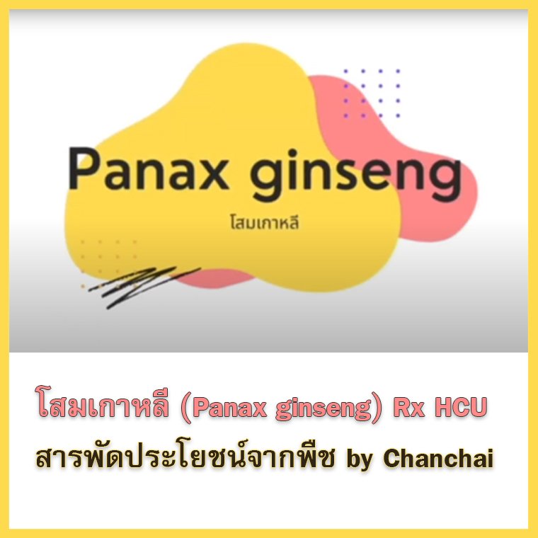 โสมเกาหลี Panax ginseng