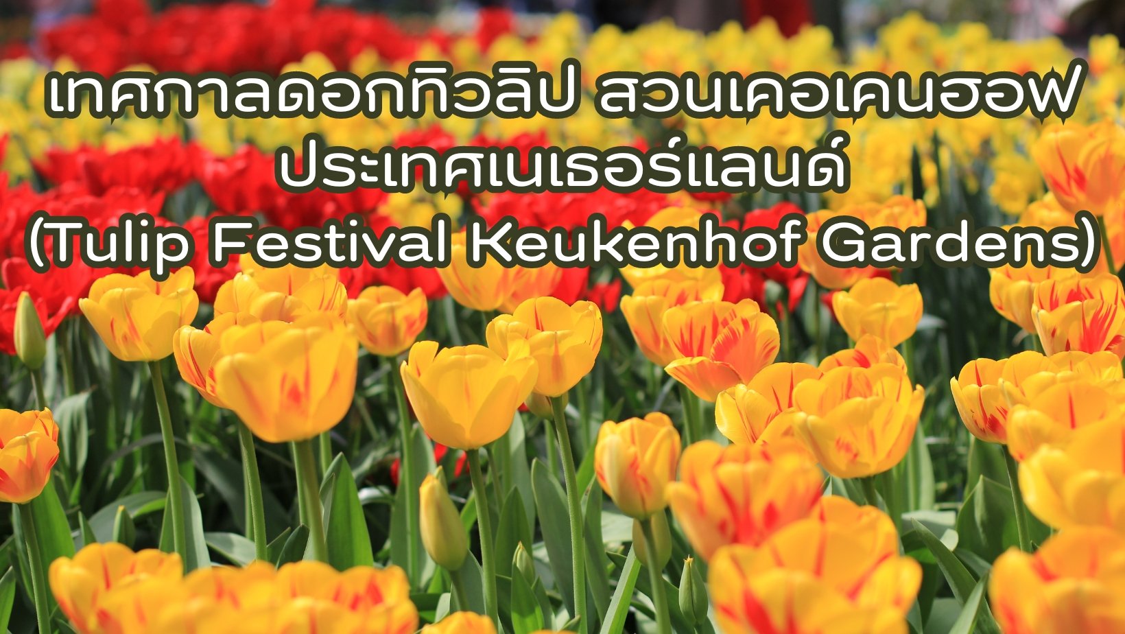 เทศกาลดอกทิวลิป สวนเคอเคนฮอฟ ประเทศเนเธอร์แลนด์ (Tulip Festival Keukenhof Gardens)