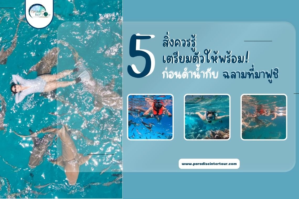 5️ สิ่งควรรู้ เตรียมตัวให้พร้อม! ก่อนดำน้ำกับฉลามที่มาฟูชิ  5️ สิ่งควรรู้ เตรียมตัวให้พร้อม! ก่อนดำน้ำกับฉลามที่มาฟูชิ