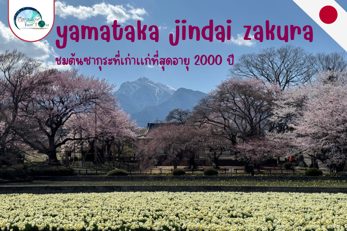 ต้นซากุระ 2,000 ปี Yamataka Jindai Zakura เป็นอย่างไร