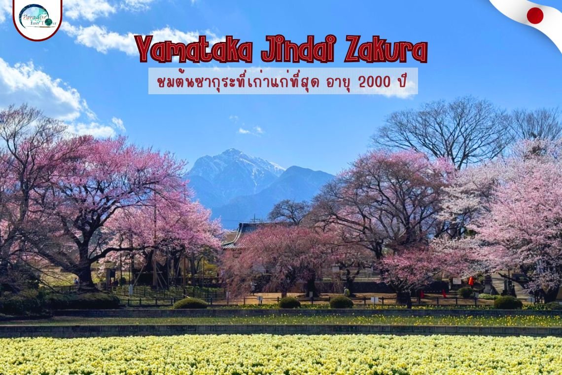 ต้นซากุระ 2,000 ปีที่เก่าเเก่ที่สุด Yamataka Jindai Zakura 