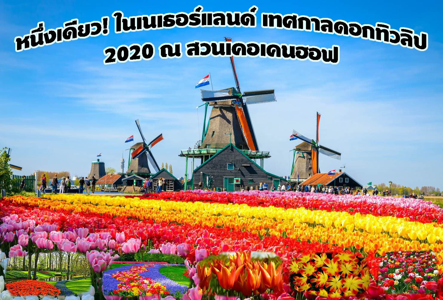 หนึ่งเดียว! ในเนเธอร์แลนด์ เทศกาลดอกทิวลิป 2020 ณ สวนเคอเคนฮอฟ หนึ่งเดียว! ในเนเธอร์แลนด์ เทศกาลดอกทิวลิป 2020 ณ สวนเคอเคนฮอฟ