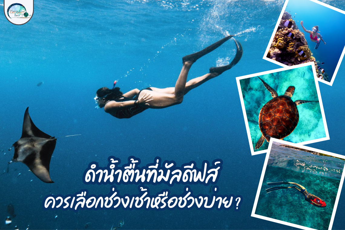 ดำน้ำตื้นที่มัลดีฟส์: ควรเลือกช่วงเช้าหรือช่วงบ่าย?  ดำน้ำตื้นที่มัลดีฟส์: ควรเลือกช่วงเช้าหรือช่วงบ่าย?