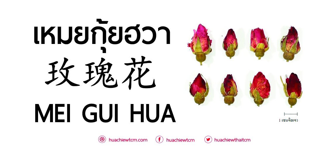 เหมยกุ้ยฮวา 玫瑰花: ข้อมูลสมุนไพรจีน เหมยกุ้ยฮวา 玫瑰花: ข้อมูลสมุนไพรจีน