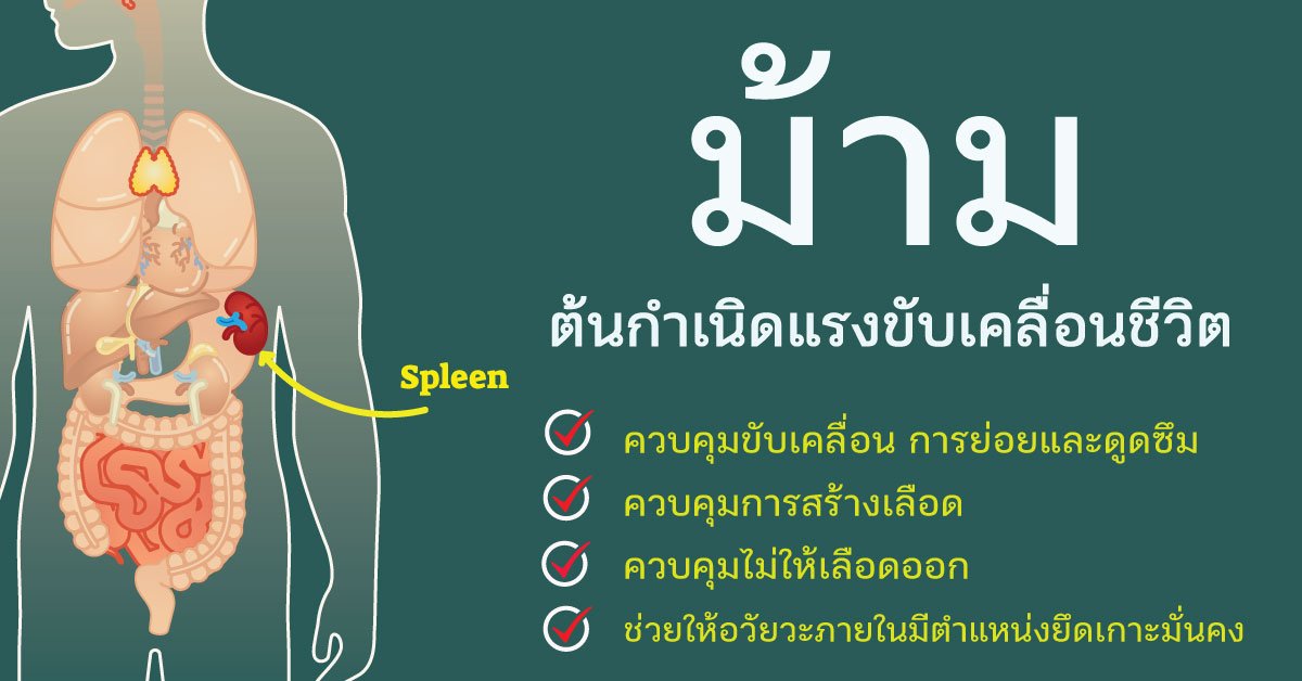 ม้าม (脾 ผี) ต้นกำเนิดของแรงขับเคลื่อนชีวิต ลำเลียงสารจำเป็นทั่วร่างกาย  ม้าม (脾 ผี) ต้นกำเนิดของแรงขับเคลื่อนชีวิต ลำเลียงสารจำเป็นทั่วร่างกาย