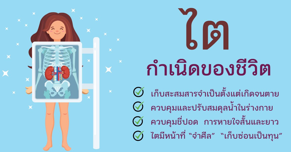 "ไต" กำเนิดของชีวิต รากฐานของอวัยวะภายในและอิน-หยาง  "ไต" กำเนิดของชีวิต รากฐานของอวัยวะภายในและอิน-หยาง