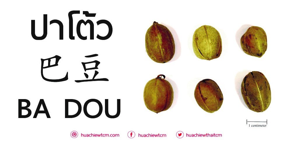 ปาโต้ว 巴豆 : ข้อมูลสมุนไพรจีน ปาโต้ว 巴豆 : ข้อมูลสมุนไพรจีน