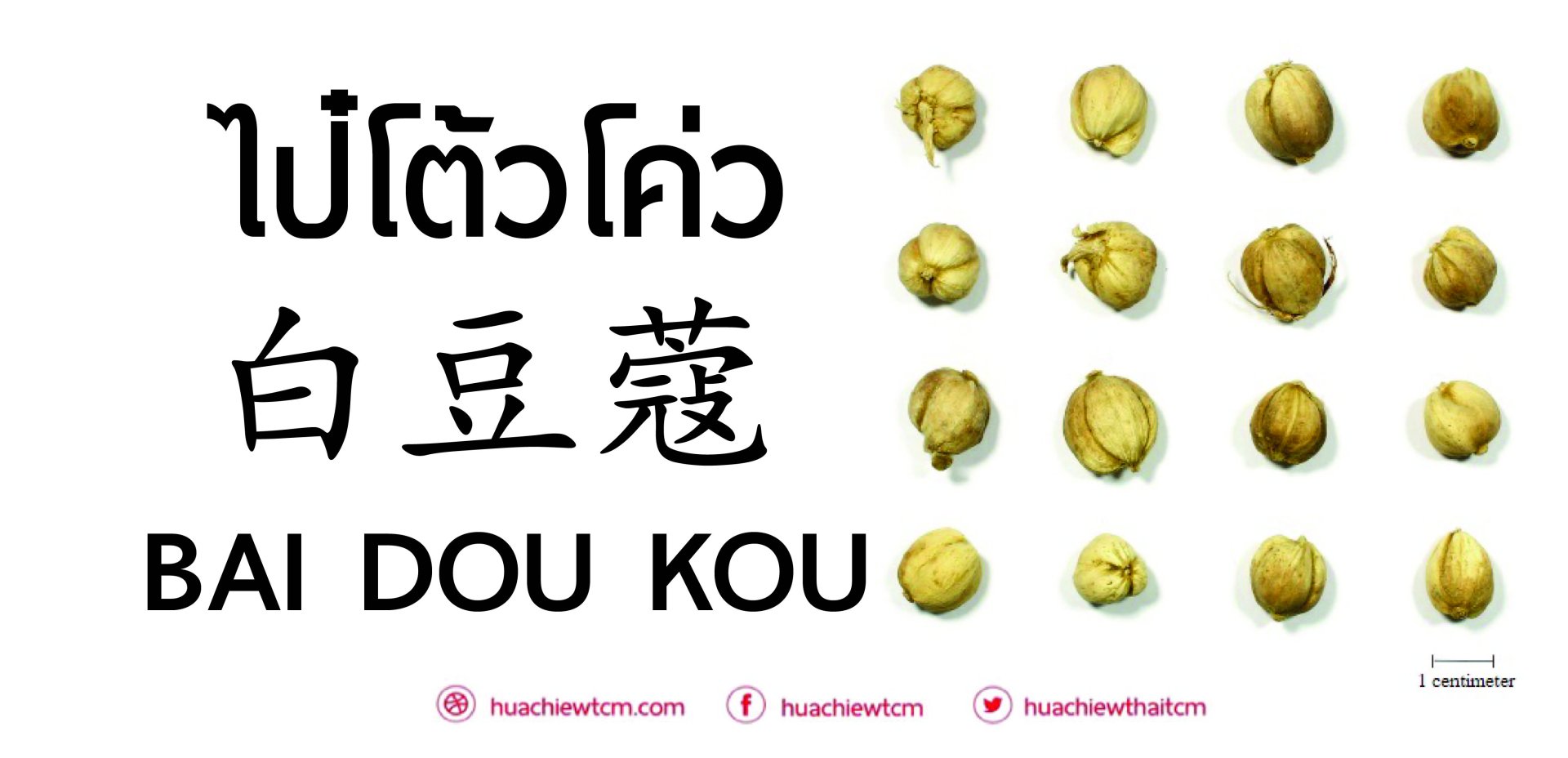 ไป๋โต้วโค่ว 白豆蔻 : ข้อมูลสมุนไพรจีน ไป๋โต้วโค่ว 白豆蔻 : ข้อมูลสมุนไพรจีน