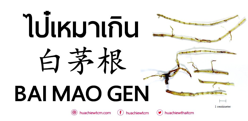 ไป๋เหมาเกิน 白茅根  -  ข้อมูลสมุนไพรจีน ไป๋เหมาเกิน 白茅根  -  ข้อมูลสมุนไพรจีน