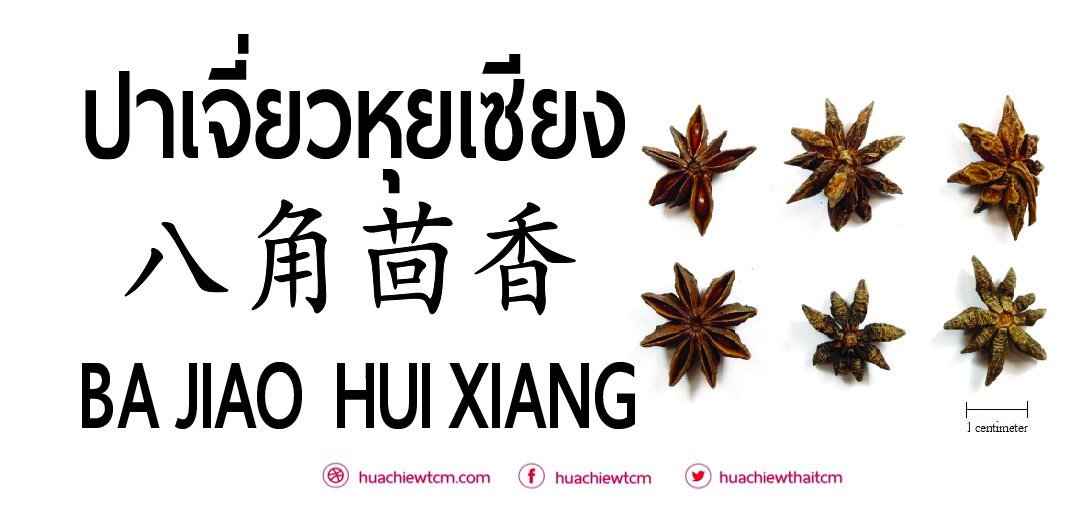 ปาเจี่ยวหุยเซียง 八角茴香 - ข้อมูลสมุนไพรจีน ปาเจี่ยวหุยเซียง 八角茴香 - ข้อมูลสมุนไพรจีน