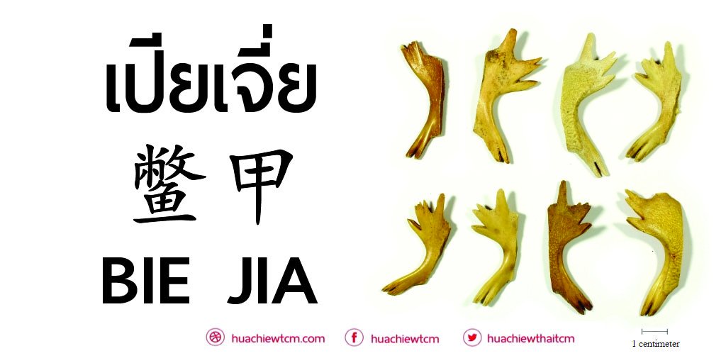เปียเจี่ย 鳖甲  -  ข้อมูลสมุนไพรจีน เปียเจี่ย 鳖甲  -  ข้อมูลสมุนไพรจีน