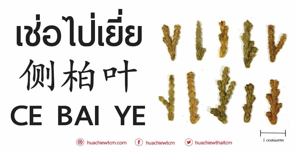 เช่อไป่เยี่ย 侧柏叶 -  ข้อมูลสมุนไพรจีน เช่อไป่เยี่ย 侧柏叶 -  ข้อมูลสมุนไพรจีน