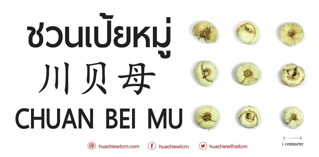 ชวนเป้ยหมู่ 川贝母 -  ข้อมูลสมุนไพรจีน ชวนเป้ยหมู่ 川贝母 -  ข้อมูลสมุนไพรจีน