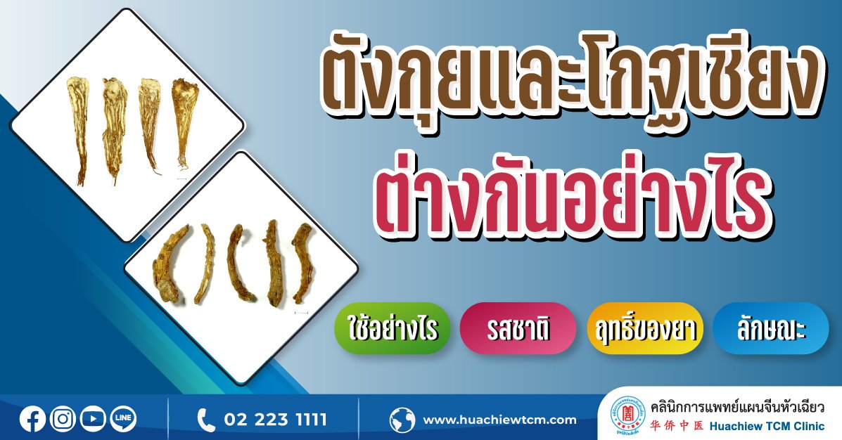ตังกุยและโกฐเชียง ต่างกันอย่างไร ตังกุยและโกฐเชียง ต่างกันอย่างไร