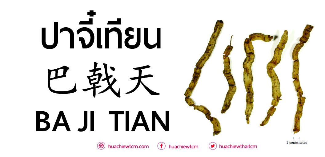 ปาจี๋เทียน 巴戟天  -  ข้อมูลสมุนไพรจีน ปาจี๋เทียน 巴戟天  -  ข้อมูลสมุนไพรจีน