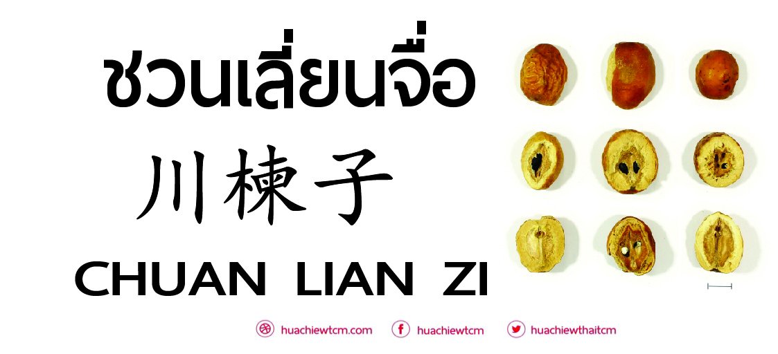 ชวนเลี่ยนจื่อ 川楝子 :ข้อมูลสมุนไพร ชวนเลี่ยนจื่อ 川楝子 :ข้อมูลสมุนไพร