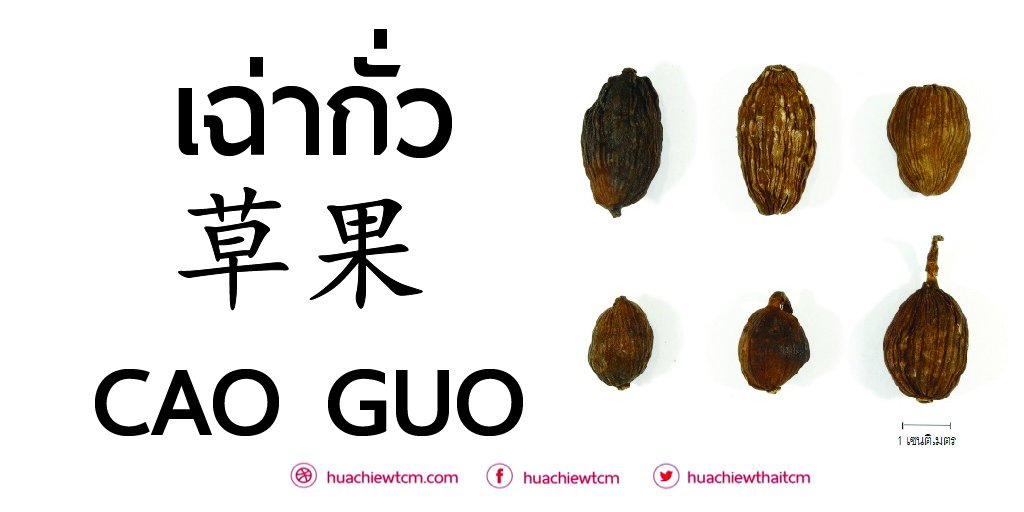 เฉ่ากั่ว (草果) : ข้อมูลสมุนไพร เฉ่ากั่ว (草果) : ข้อมูลสมุนไพร