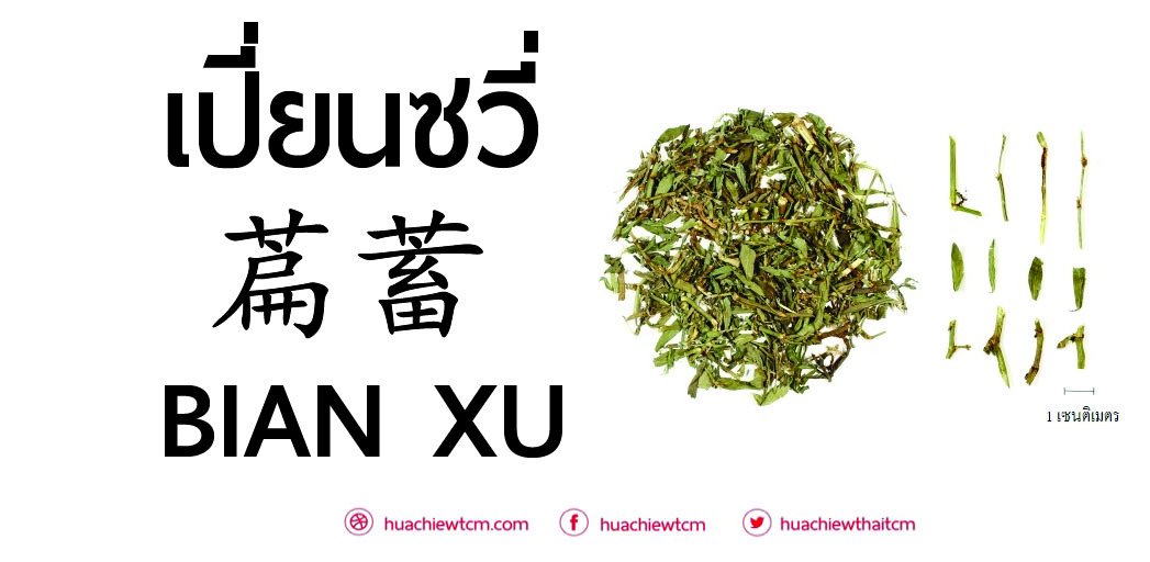 เปี่ยนซวี่ 萹蓄 :ข้อมูลสมุนไพร  เปี่ยนซวี่ 萹蓄 :ข้อมูลสมุนไพร