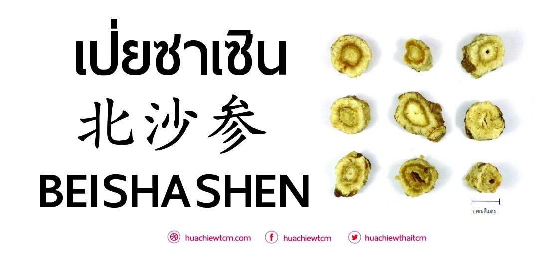 เป่ยซาเซิน 北沙参 :ข้อมูลสมุนไพร เป่ยซาเซิน 北沙参 :ข้อมูลสมุนไพร
