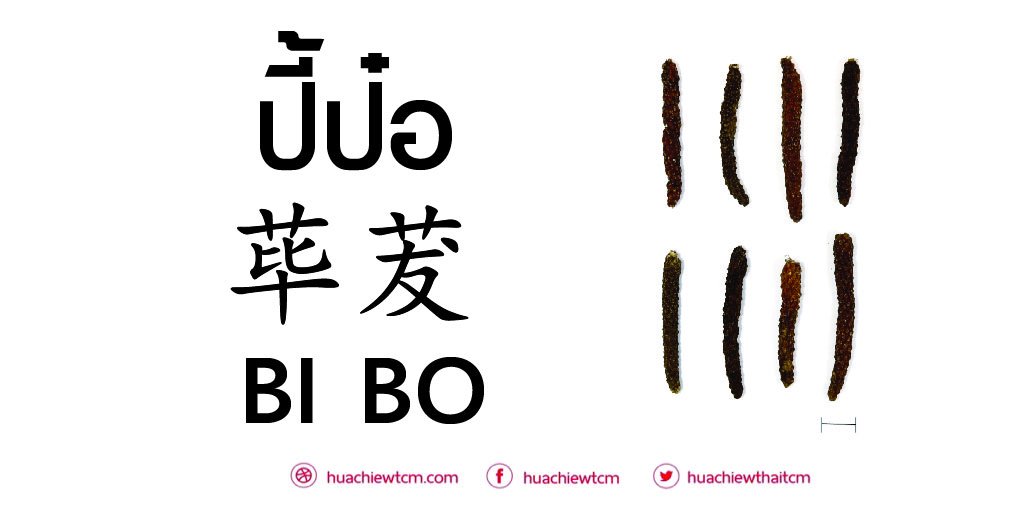 ปี้ป๋อ 荜茇 : ข้อมูลสมุนไพรจีน ปี้ป๋อ 荜茇 : ข้อมูลสมุนไพรจีน