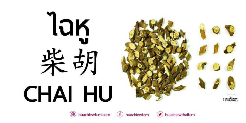 ไฉหู 柴胡 - ข้อมูลสมุนไพร ไฉหู 柴胡 - ข้อมูลสมุนไพร