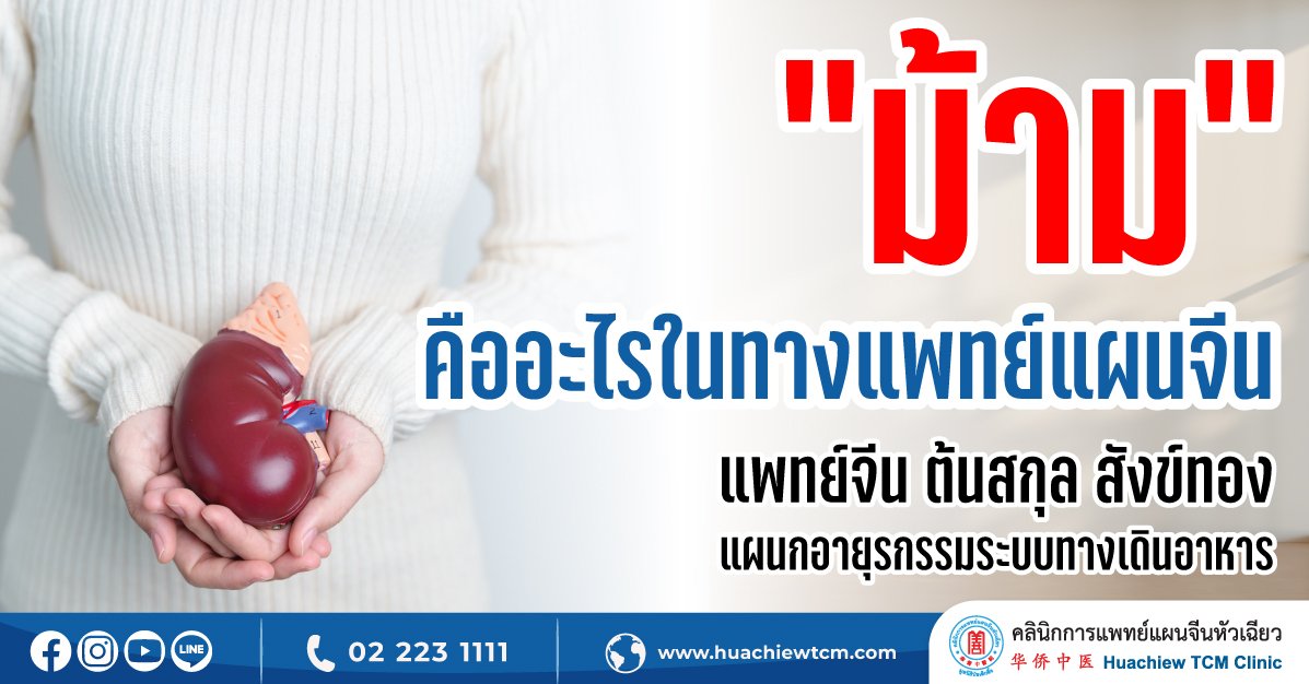 “ม้าม” คืออะไรในทางแพทย์แผนจีน “ม้าม” คืออะไรในทางแพทย์แผนจีน
