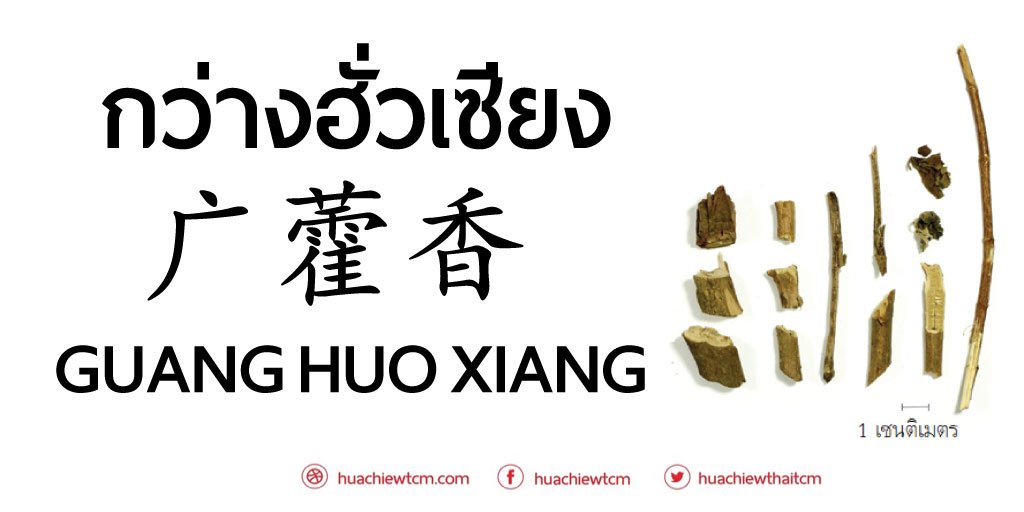กว่างฮั่วเซียง  广藿香 - ข้อมูลสมุนไพรจีน กว่างฮั่วเซียง  广藿香 - ข้อมูลสมุนไพรจีน