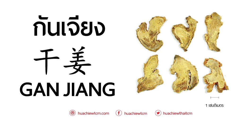 กันเจียง 干姜 ขิง : ข้อมูลสมุนไพรจีน กันเจียง 干姜 ขิง : ข้อมูลสมุนไพรจีน