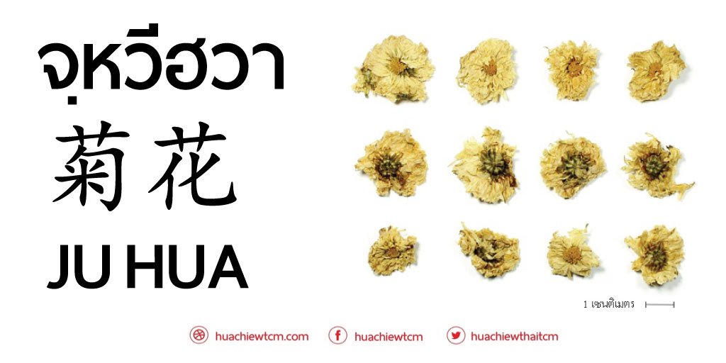 จวี๋ฮวา (菊花)  - ข้อมูลสมุนไพรจีน จวี๋ฮวา (菊花)  - ข้อมูลสมุนไพรจีน