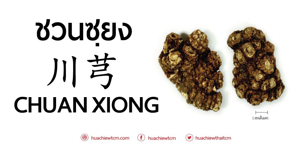 ชวนซฺยง (川芎) - ข้อมูลสมุนไพรจีน ชวนซฺยง (川芎) - ข้อมูลสมุนไพรจีน