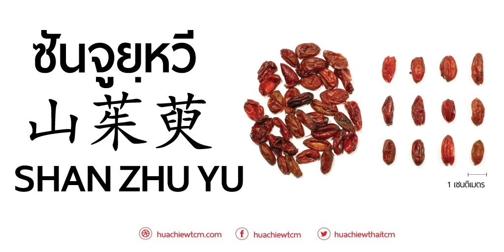 ซันจูยฺหวี (山茱萸) - ข้อมูลสมุนไพรจีน ซันจูยฺหวี (山茱萸) - ข้อมูลสมุนไพรจีน