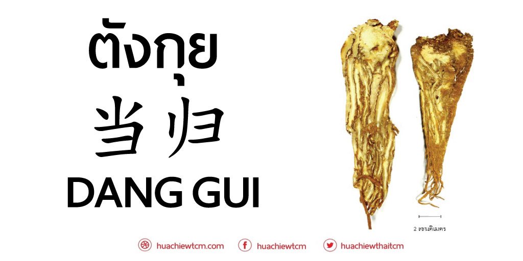 ตังกุย (当归) - ข้อมูลสมุนไพรจีน ตังกุย (当归) - ข้อมูลสมุนไพรจีน