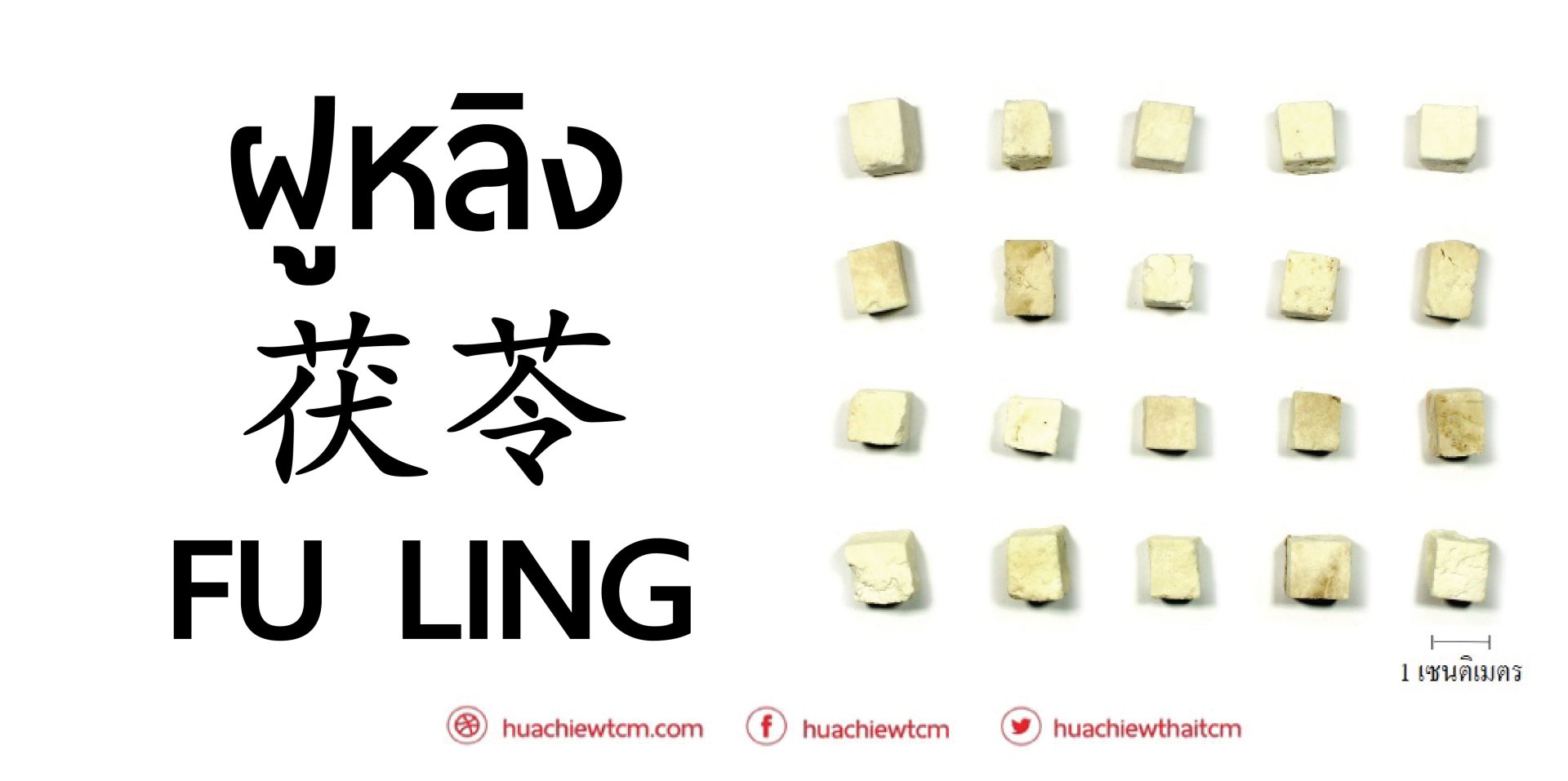 ฝูหลิง 茯苓 :ข้อมูลสมุนไพร ฝูหลิง 茯苓 :ข้อมูลสมุนไพร