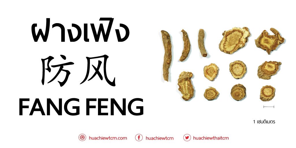 FANG FENG  防风  FANG FENG  防风