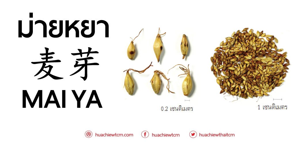 ม่ายหยา 麦芽 - ข้อมูลสมุนไพรจีน ม่ายหยา 麦芽 - ข้อมูลสมุนไพรจีน