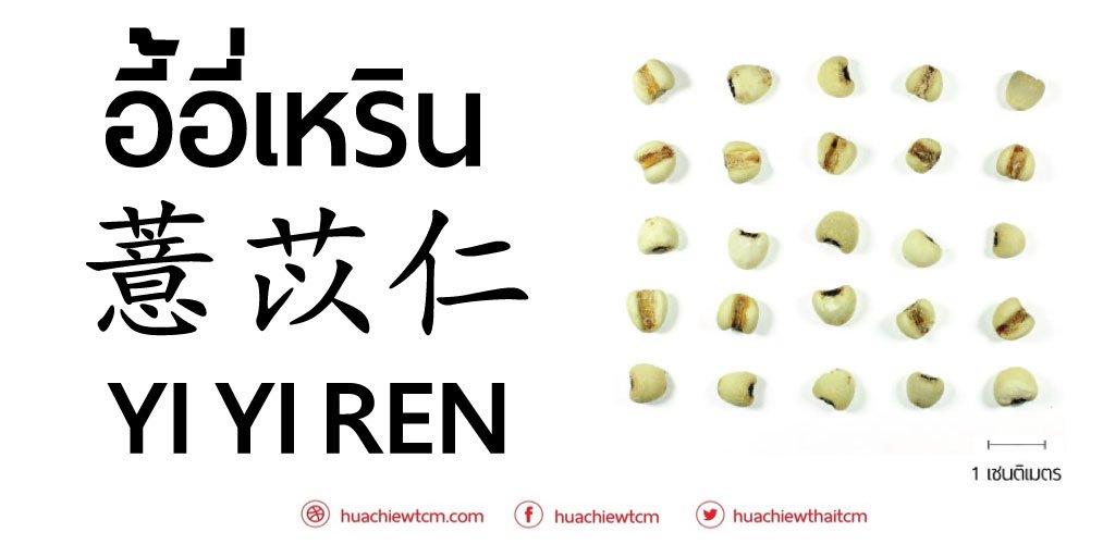 อี้อี่เหริน (薏苡仁)  - ข้อมูลสมุนไพรจีน อี้อี่เหริน (薏苡仁)  - ข้อมูลสมุนไพรจีน