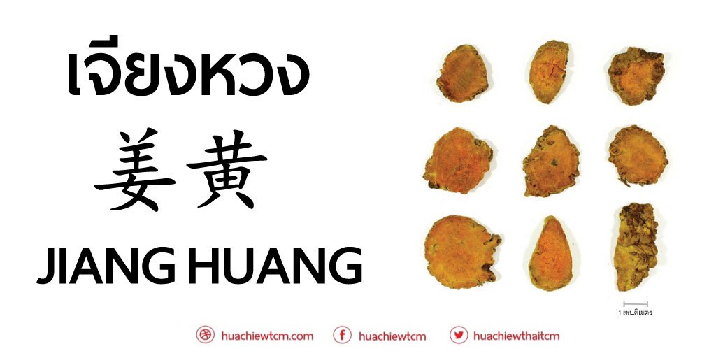 เจียงหวง (姜黄) - ข้อมูลสมุนไพรจีน เจียงหวง (姜黄) - ข้อมูลสมุนไพรจีน