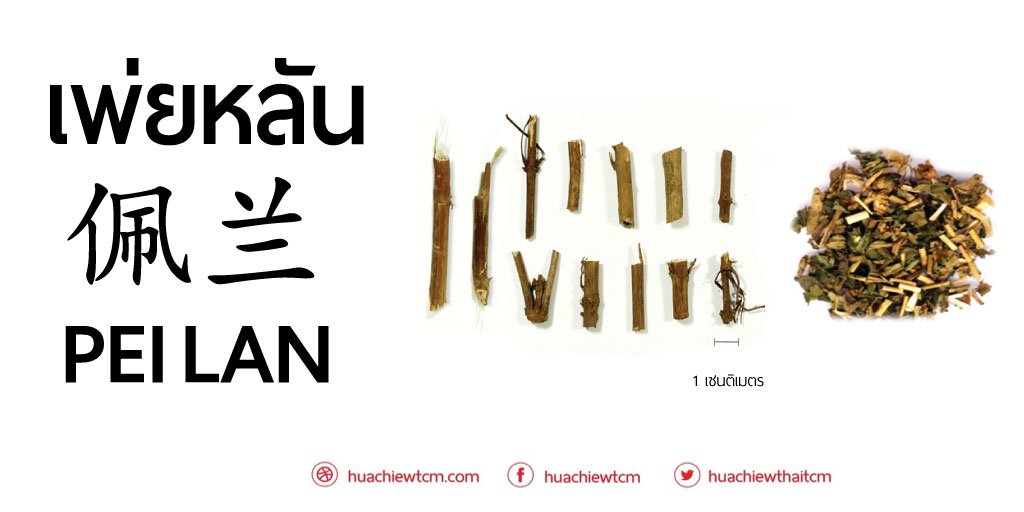 เพ่ยหลัน  佩兰 - ข้อมูลสมุนไพรจีน เพ่ยหลัน  佩兰 - ข้อมูลสมุนไพรจีน