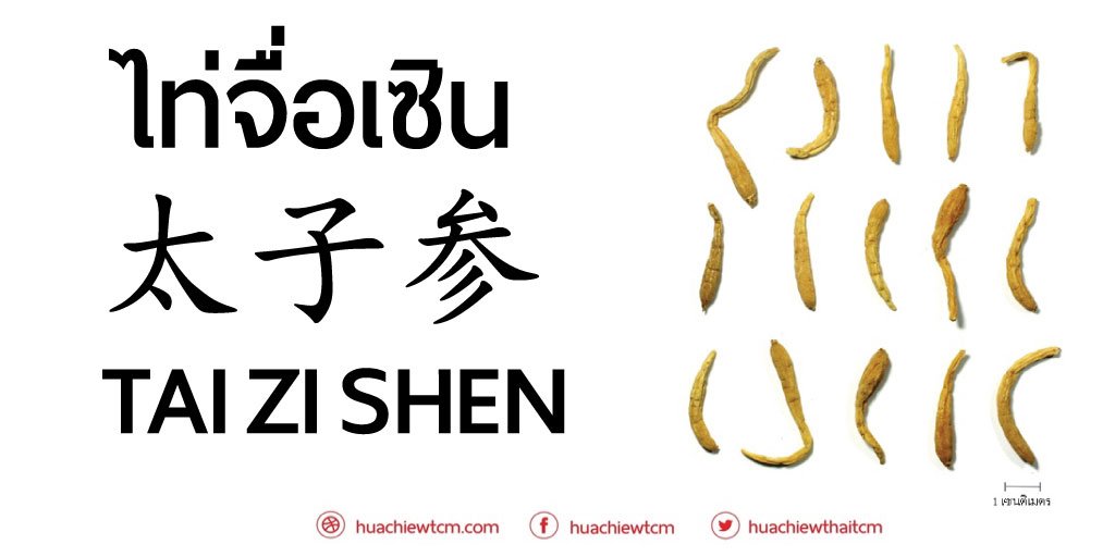 ไท่จื่อเซิน (太子参)  - ข้อมูลสมุนไพรจีน  ไท่จื่อเซิน (太子参)  - ข้อมูลสมุนไพรจีน