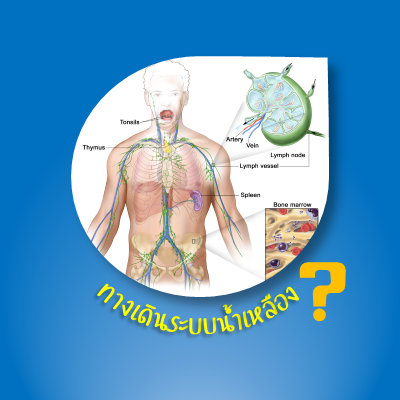 ระบบน้ำเหลือง ระบบน้ำเหลือง