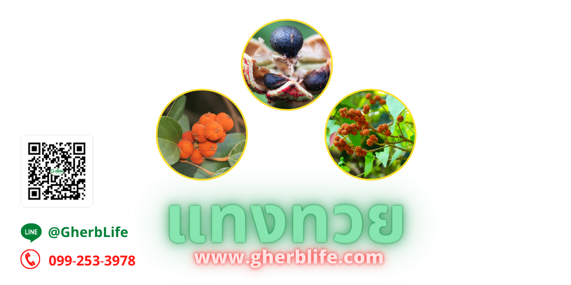 ตัวยาสมุนไพร แทงทวย ตัวยาสมุนไพร แทงทวย