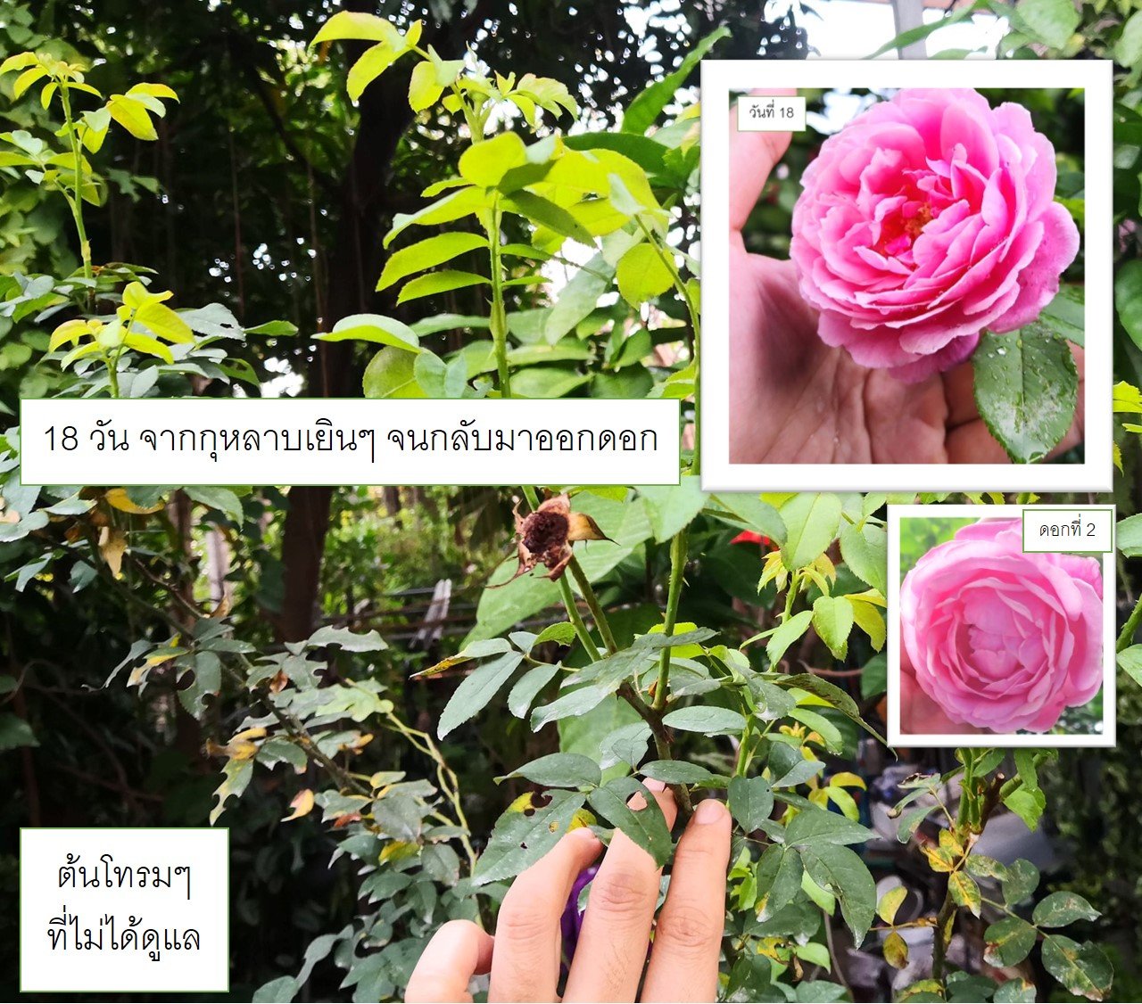 ตารางสำหรับกุหลาบ ตารางสำหรับกุหลาบ