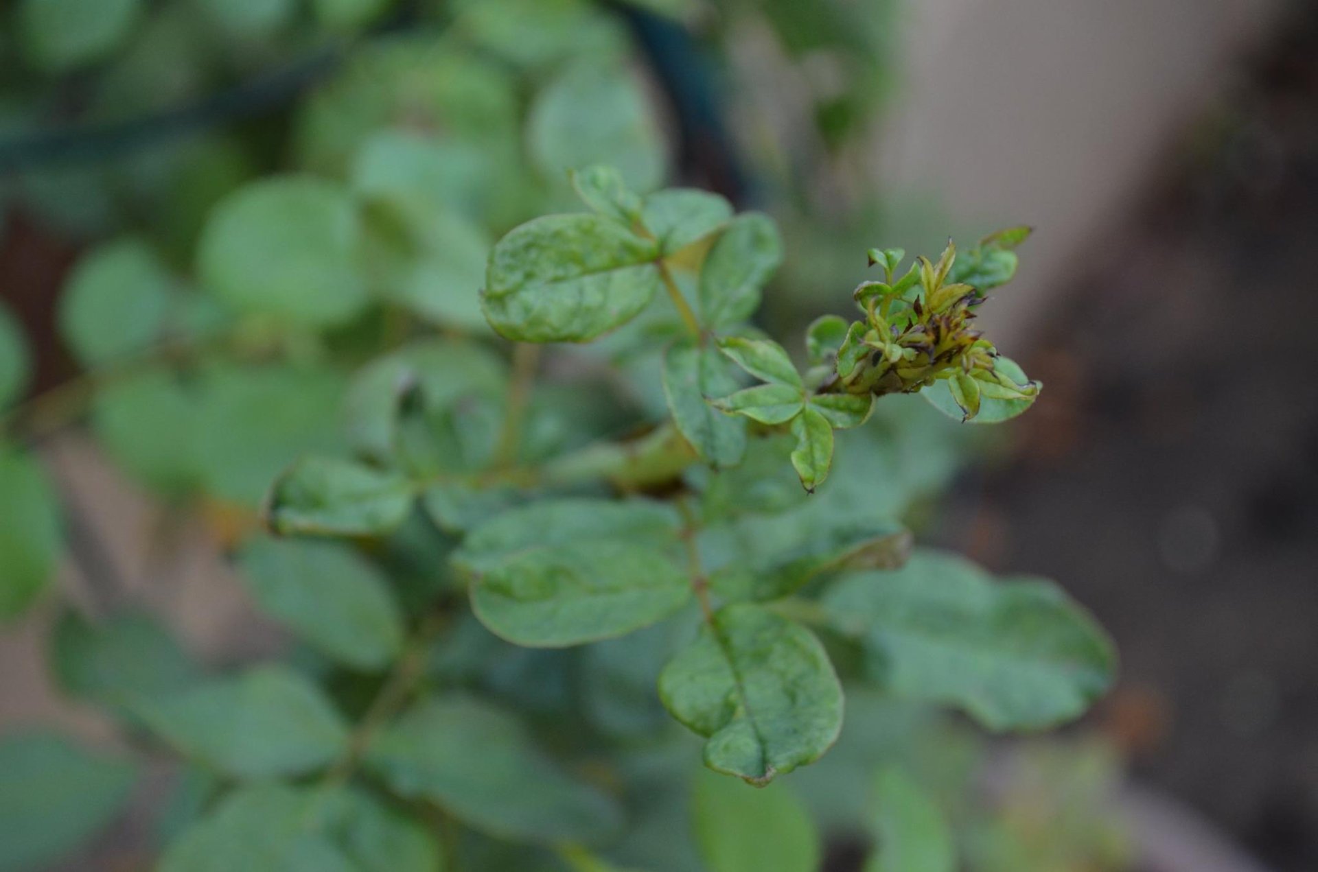 Review ปัญหาราน้ำค้าง แก้ไขด้วย 3 power Review ปัญหาราน้ำค้าง แก้ไขด้วย 3 power