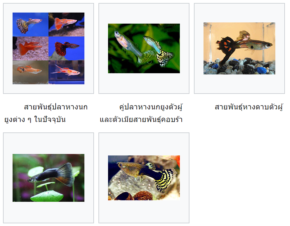 ..ชีววิธี... ในเมื่อฟ้าส่ง เพลี้ยกับโรคพืชมา ฟ้าก็ต้องส่งอะไรมาปราบปรามด้วย ..ชีววิธี... ในเมื่อฟ้าส่ง เพลี้ยกับโรคพืชมา ฟ้าก็ต้องส่งอะไรมาปราบปรามด้วย