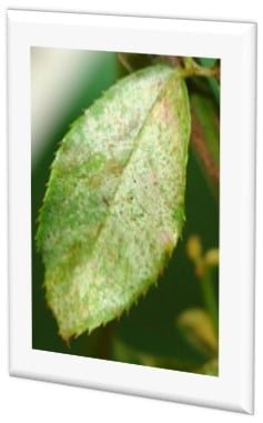 ปลายฝน ต้นหนาว เป็นหน้าระบาดของไรแดง ปลายฝน ต้นหนาว เป็นหน้าระบาดของไรแดง