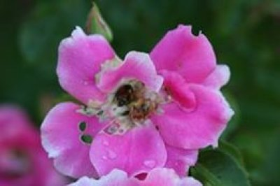 กุหลาบ ศัตรูพืช หนอน ด้วงกุหลาบ กุหลาบ ศัตรูพืช หนอน ด้วงกุหลาบ