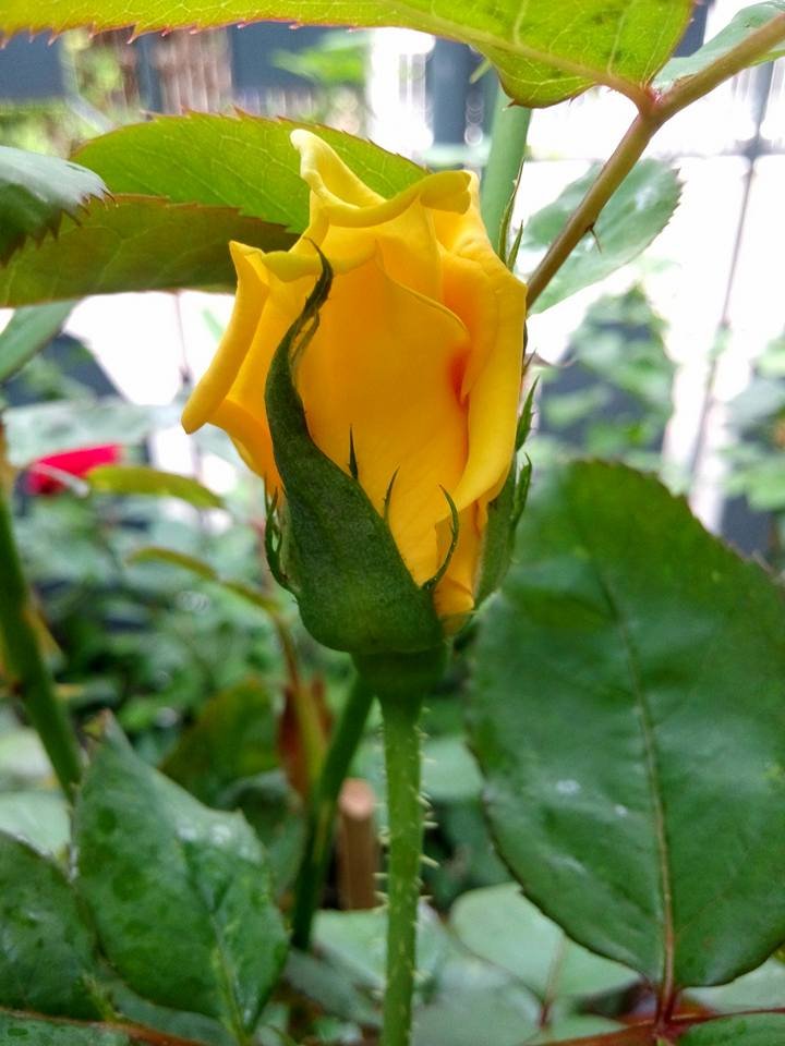 ดง กุหลาบ ปลอดสาร ของไฟน์เดย์  ดง กุหลาบ ปลอดสาร ของไฟน์เดย์