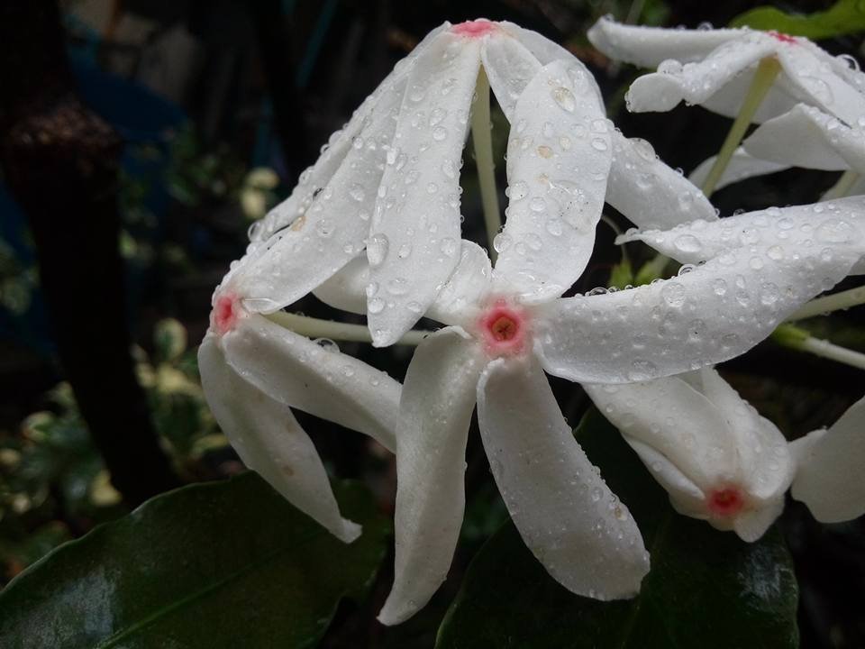 หนามเลี๊ยบ ในโอ่ง ก็ออกดอก ติดผลครับ  หนามเลี๊ยบ ในโอ่ง ก็ออกดอก ติดผลครับ