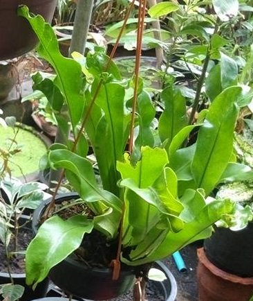 มาดู 3 พาวเวอร์ กับการใช้ในเฟิน กันบ้างครับ มาดู 3 พาวเวอร์ กับการใช้ในเฟิน กันบ้างครับ